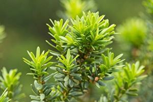 Japanese Yew -Taxus cuspidata-, Thuringia, Germany Japanese Yew -Taxus cuspidata-, Thuringia, Germany