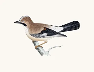 <b class=qtipBold><figcaption>Jay bird of Crow family</figcaption></b><br>A photograph of an original hand-colored engraving from The History of British Birds by Morris published in 1853-1891.<br><em>© mashuk</em> Jay bird of Crow family