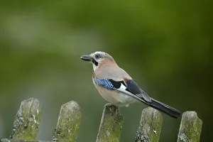 Jay -Garrulus glandarius-, perched on a garden fence, Sauerland, North Rhine-Westphalia, Germany Jay -Garrulus glandarius-, perched on a garden fence, Sauerland, North Rhine-Westphalia, Germany