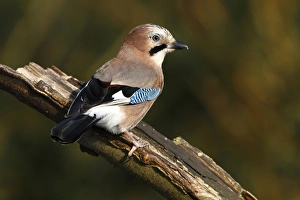 Jay -Garrulus glandarius- perched on a tree stump, Germany, Europe Jay -Garrulus glandarius- perched on a tree stump, Germany, Europe