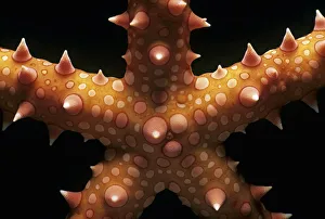 <b class=qtipBold><figcaption>Jeff Rotman Underwater Photography</figcaption></b><br>Fine Art Storehouse Nature & Wildlife: Jeff Rotman Underwater Photography Jeff Rotman Underwater Photography
