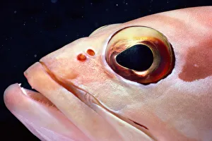 <b class=qtipBold><figcaption>Jeff Rotman Underwater Photography</figcaption></b><br>Fine Art Storehouse Nature & Wildlife: Jeff Rotman Underwater Photography Jeff Rotman Underwater Photography