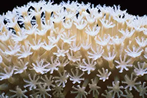 <b class=qtipBold><figcaption>Jeff Rotman Underwater Photography</figcaption></b><br>Fine Art Storehouse Nature & Wildlife: Jeff Rotman Underwater Photography Jeff Rotman Underwater Photography
