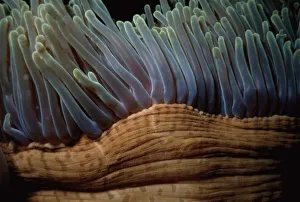<b class=qtipBold><figcaption>Jeff Rotman Underwater Photography</figcaption></b><br>Fine Art Storehouse Nature & Wildlife: Jeff Rotman Underwater Photography Jeff Rotman Underwater Photography