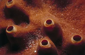 <b class=qtipBold><figcaption>Jeff Rotman Underwater Photography</figcaption></b><br>Fine Art Storehouse Nature & Wildlife: Jeff Rotman Underwater Photography Jeff Rotman Underwater Photography