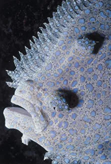 <b class=qtipBold><figcaption>Jeff Rotman Underwater Photography</figcaption></b><br>Fine Art Storehouse Nature & Wildlife: Jeff Rotman Underwater Photography Jeff Rotman Underwater Photography