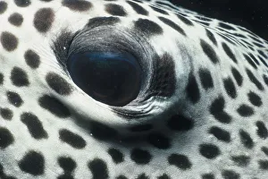 <b class=qtipBold><figcaption>Jeff Rotman Underwater Photography</figcaption></b><br>Fine Art Storehouse Nature & Wildlife: Jeff Rotman Underwater Photography Jeff Rotman Underwater Photography