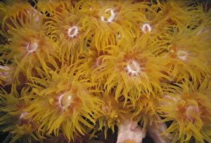 <b class=qtipBold><figcaption>Jeff Rotman Underwater Photography</figcaption></b><br>Fine Art Storehouse Nature & Wildlife: Jeff Rotman Underwater Photography Jeff Rotman Underwater Photography