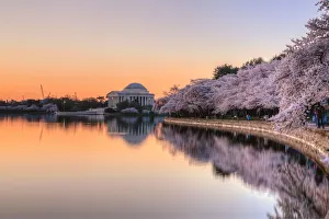 Jefferson Memorial Cherry Blossom Sunrise Jefferson Memorial Cherry Blossom Sunrise