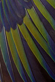 <b class=qtipBold><figcaption>Jenday Conure wing design</figcaption></b><br>Jenday Conure<br><em>© copyright Darrell Gulin 2015</em> Jenday Conure wing design