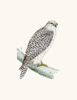 <b class=qtipBold><figcaption>Jer Falcon bird of prey</figcaption></b><br>A photograph of an original hand-colored engraving from The History of British Birds by Morris published in 1853-1891.<br><em>© mashuk</em> Jer Falcon bird of prey
