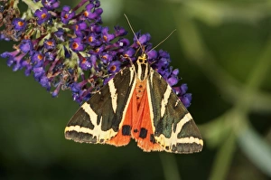 Jersey Tiger -Euplagia quadripunctaria- sucking nectar from Buddleja, butterfly bush, Untergroningen, Abtsgmuend Jersey Tiger -Euplagia quadripunctaria- sucking nectar from Buddleja, butterfly bush, Untergroningen, Abtsgmuend