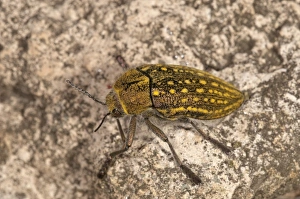 Jewel Beetle -Julodis ehrenbergii-, Lake Kerkini region, Greece, Europe Jewel Beetle -Julodis ehrenbergii-, Lake Kerkini region, Greece, Europe