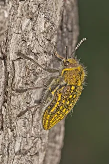 Jewel Beetle -Julodis ehrenbergii- on a tree trunk, Lake Kerkini region, Greece, Europe Jewel Beetle -Julodis ehrenbergii- on a tree trunk, Lake Kerkini region, Greece, Europe