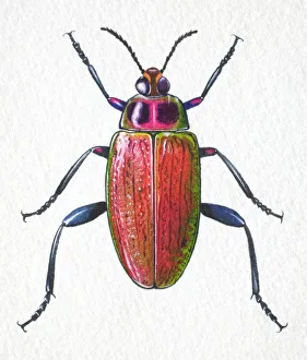 Jewelled Frog Beetle, Sagra buqueti, front view Jewelled Frog Beetle, Sagra buqueti, front view