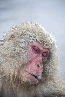 <b class=qtipBold><figcaption>Jigokudani snow monkey park</figcaption></b><br>Jigokudani snow monkey park.<br><em>© PANITHAN FAKSEEMUANG</em> Jigokudani snow monkey park