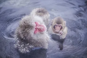 <b class=qtipBold><figcaption>Jigokudani snow monkey park</figcaption></b><br>Snow Monkeys Chilling Out, Yamanouchi, Japan, 557985949<br><em>© PANITHAN FAKSEEMUANG</em> Jigokudani snow monkey park