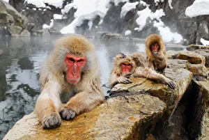 <b class=qtipBold><figcaption>Jigokudani snow monkey park</figcaption></b><br>Jigokudani snow monkey Park with Japanese monkeys in Japan.<br><em>© Lucia Terui</em> Jigokudani snow monkey park