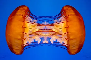 Colliding Gallery: Joined Jellyfish Mirror