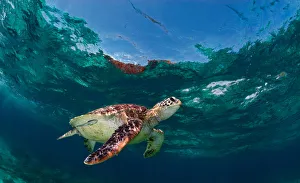 <b class=qtipBold><figcaption>Joint swim</figcaption></b><br>Sea turtle near surfath. It's ready to breath some air.<br><em>© Andrey Narchuk</em> Joint swim
