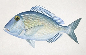 Jolthead Porgy, Calamus bajonado, side view Jolthead Porgy, Calamus bajonado, side view