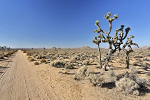 Joshua trees, Yucca palms -Yucca brevifolia-, Californian desert, California, USA Joshua trees, Yucca palms -Yucca brevifolia-, Californian desert, California, USA