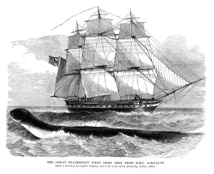 Antique Engravings For Sale Prints: The Great Sea Serpent and HMS Daedalus