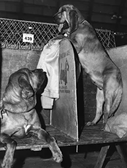 <b class=qtipBold><figcaption>Where Is The Judge ?</figcaption></b><br>A bloodhound entered in the Crufts dog show at Olympia stands up to have a look round. Where Is The Judge ?