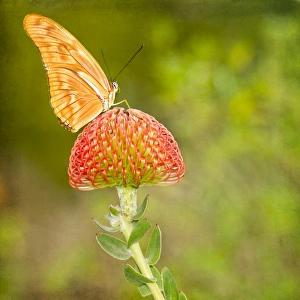 Julia Longwing butterfly Julia Longwing butterfly