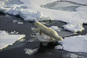 <b class=qtipBold><figcaption>Jumping</figcaption></b><br>Polar bear jumps from one ice floe to the next. Arctic Ocean, north of Svalbard.<br><em>© �� 2016 Wildestanimal</em> Jumping