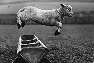 Related Images Collection: Jumping Lamb