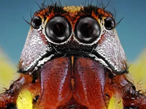 <b class=qtipBold><figcaption>Jumping Spider</figcaption></b><br>Insects On Earth, 492283179<br><em>© Donald Jusa</em> Jumping Spider