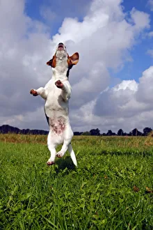 Jumping young Jack Russell Terrier dog (Canis lupus familiaris), pup, male, 12 weeks Jumping young Jack Russell Terrier dog (Canis lupus familiaris), pup, male, 12 weeks