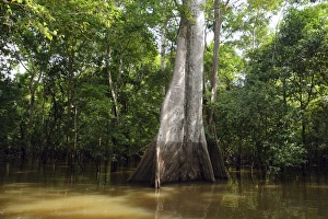 Jungle giant in the flooded forests of Varzea, Mamiraua Sustainable Development Reserve Jungle giant in the flooded forests of Varzea, Mamiraua Sustainable Development Reserve