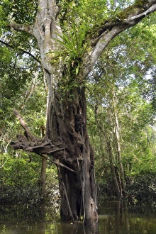Jungle giant in the Varzea forests, Mamiraua-Nationalpark, Manaus, Amazonas State, Brazil Jungle giant in the Varzea forests, Mamiraua-Nationalpark, Manaus, Amazonas State, Brazil
