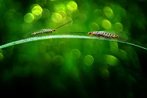 <b class=qtipBold><figcaption>Junior vs Senior</figcaption></b><br>Insects On Earth, 186889543<br><em>© Donald Jusa</em> Junior vs Senior