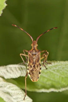 Juniper Shield Bug -Gonocerus juniperi-, Baden-Wuerttemberg, Germany Juniper Shield Bug -Gonocerus juniperi-, Baden-Wuerttemberg, Germany