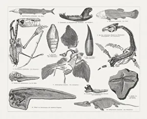 Jurassic fossils, wood engraving, published in 1897 Jurassic fossils, wood engraving, published in 1897