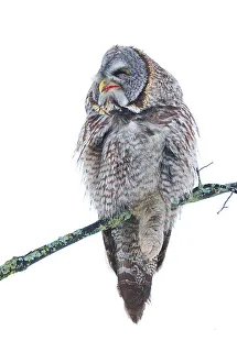 <b class=qtipBold><figcaption>Just Chillin</figcaption></b><br>Great Grey Owl chilling out<br><em>© Jim Cumming</em> Just Chillin