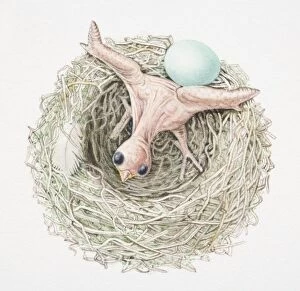 Cuculus Canorus Gallery: Just-hatched cuckoo chick pushing dunnocks egg out of nest, view from above