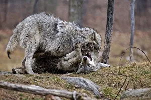 <b class=qtipBold><figcaption>Just playing around</figcaption></b><br>This pair of timber wolves are in a playful mood.<br><em>© Copyright 2010 Michael Cummings</em> Just playing around