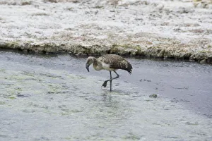 Juvenile Andean Flamingo -Phoenicoparrus andinus-, salt lake Salar de Surire, Putre Juvenile Andean Flamingo -Phoenicoparrus andinus-, salt lake Salar de Surire, Putre