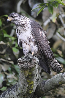 Juvenile black hawk, Buteogallus anthracinus. Granito de Oro, Parque Nacional Coiba, Panama. UNESCO World Heritage Site Juvenile black hawk, Buteogallus anthracinus. Granito de Oro, Parque Nacional Coiba, Panama. UNESCO World Heritage Site