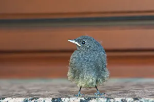 Juvenile Black Redstart -Phoenicurus ochruros-, Schmellwitz, Cottbus, Brandenburg, Germany Juvenile Black Redstart -Phoenicurus ochruros-, Schmellwitz, Cottbus, Brandenburg, Germany