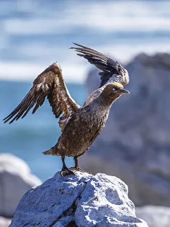 A juvenile Cape gannet, morus capensis. Lamberts Bay bird island nature reserve, Western A juvenile Cape gannet, morus capensis. Lamberts Bay bird island nature reserve, Western