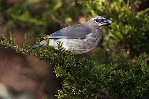 Juvenile cedar waxwing with juniper berry Juvenile cedar waxwing with juniper berry