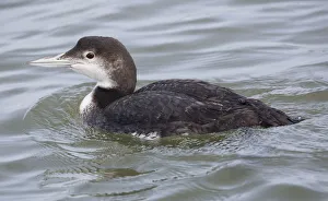 <b class=qtipBold><figcaption>Juvenile Common Loon</figcaption></b><br>A juvenile common loon swims through the waters of Monterey Bay, California.<br><em>© 2017 Chase Dekker Wild-Life Images</em> Juvenile Common Loon