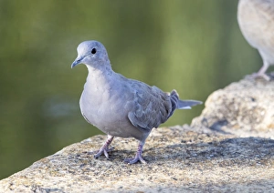 Juvenile Eurasian Collared-Dove (Streptopelia decaocto). Spain Juvenile Eurasian Collared-Dove (Streptopelia decaocto). Spain