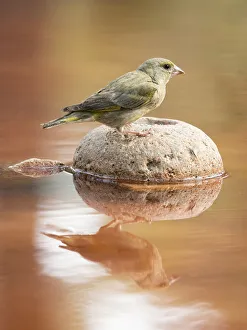 Juvenile European Greenfinch (Chloris chloris), Spain. On a stone reflected in water Juvenile European Greenfinch (Chloris chloris), Spain. On a stone reflected in water