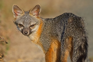 <b class=qtipBold><figcaption>Juvenile Fox</figcaption></b><br>Juvenile Fox.<br><em>© Phoo Chan</em> Juvenile Fox